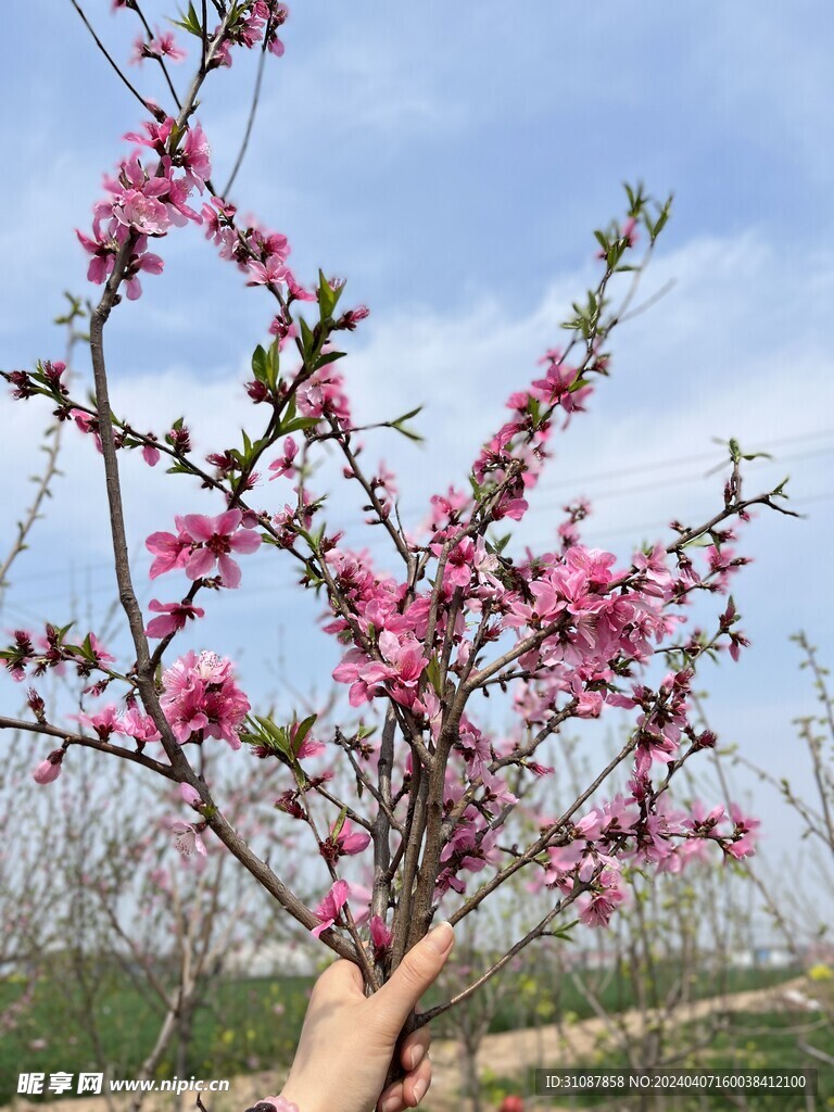 抓住春天