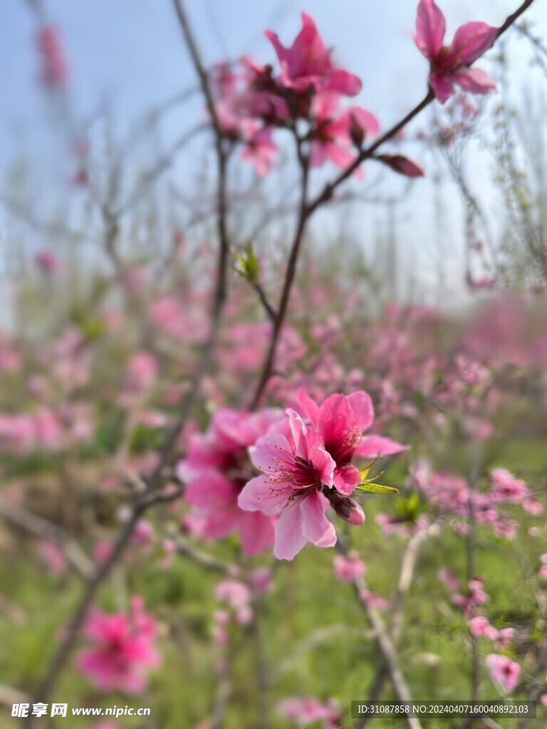 桃花