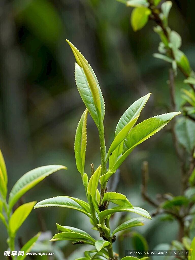 普洱茶树