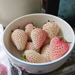 奶油草莓 白色水果