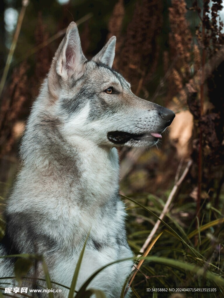 狼狗