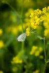 油菜花