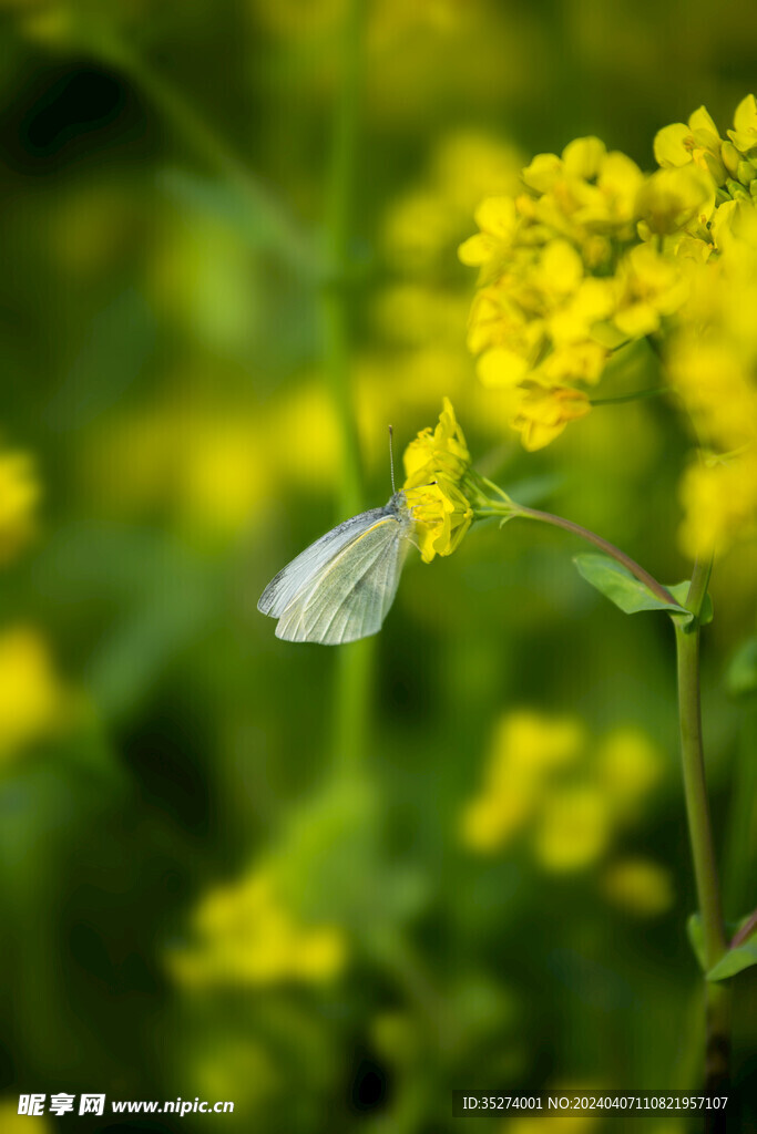 油菜花