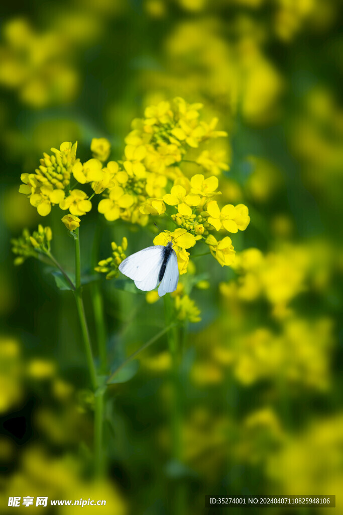 油菜花