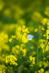 油菜花