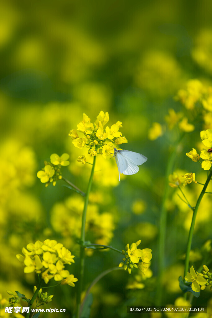 油菜花