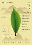 茶叶价绍海报