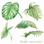 水彩热带植物叶子花卉绿植矢量