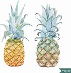 水彩植物叶子水果菠萝写实矢量
