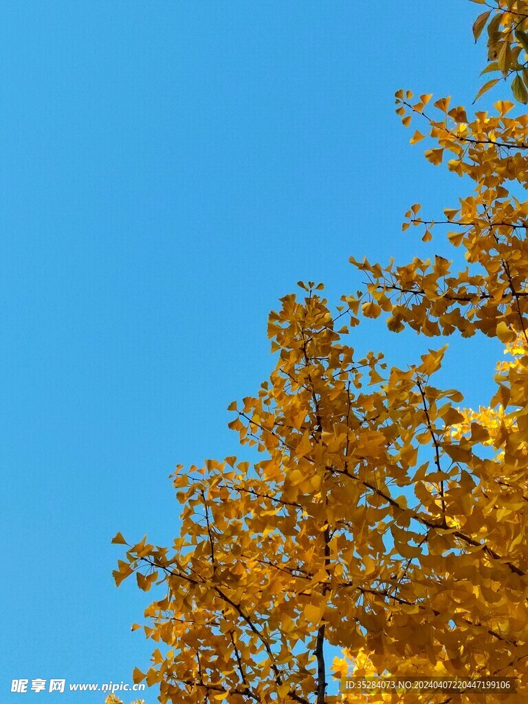 银杏树