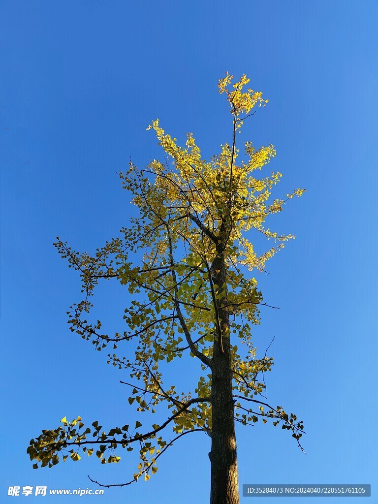 银杏树