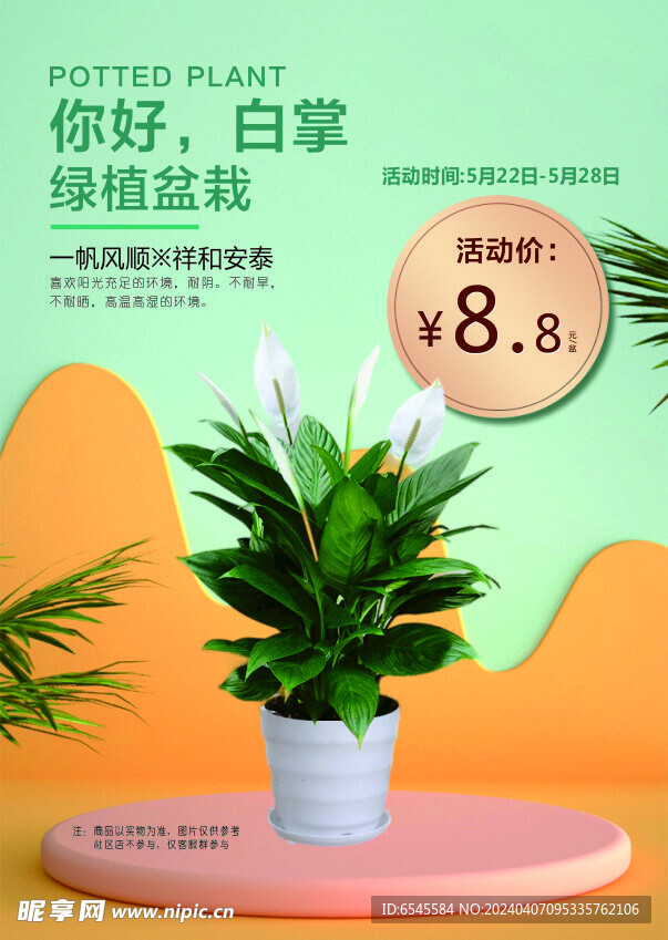 白掌