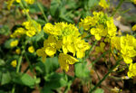 油菜花