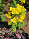 油菜花