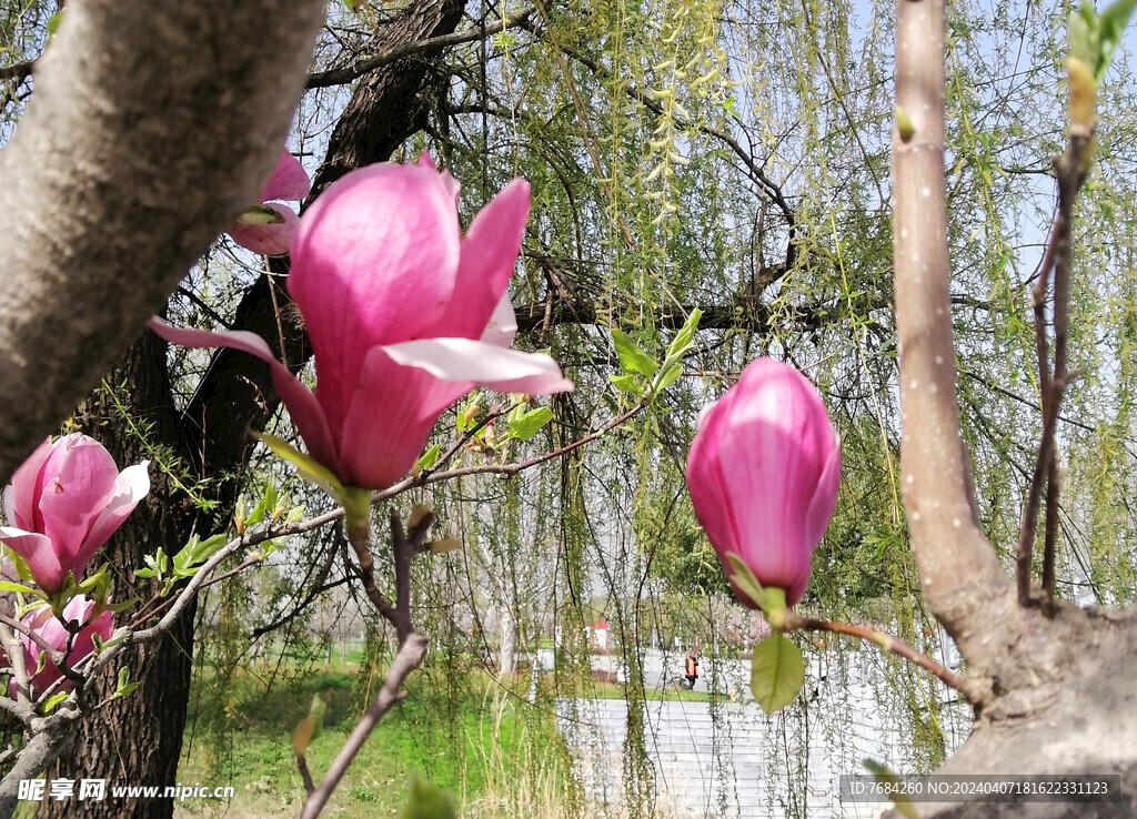 玉兰花