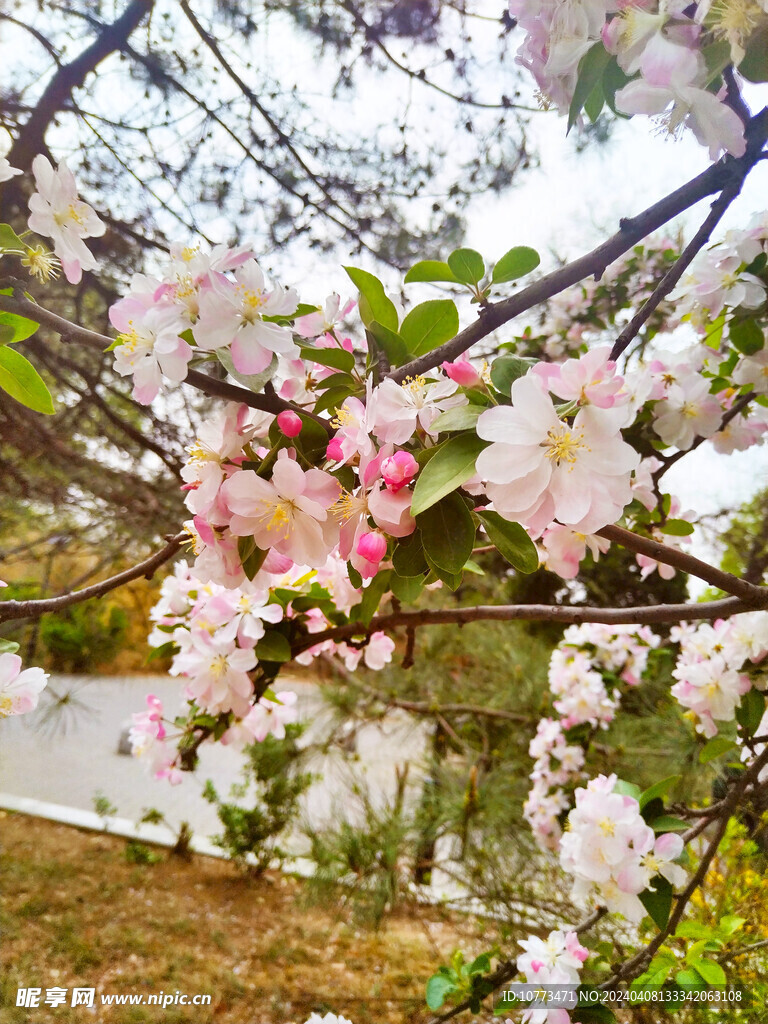 海棠花