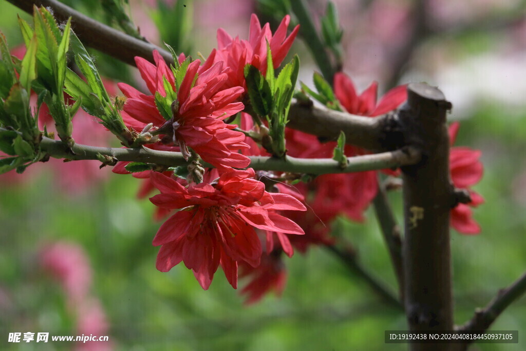 菊花桃  