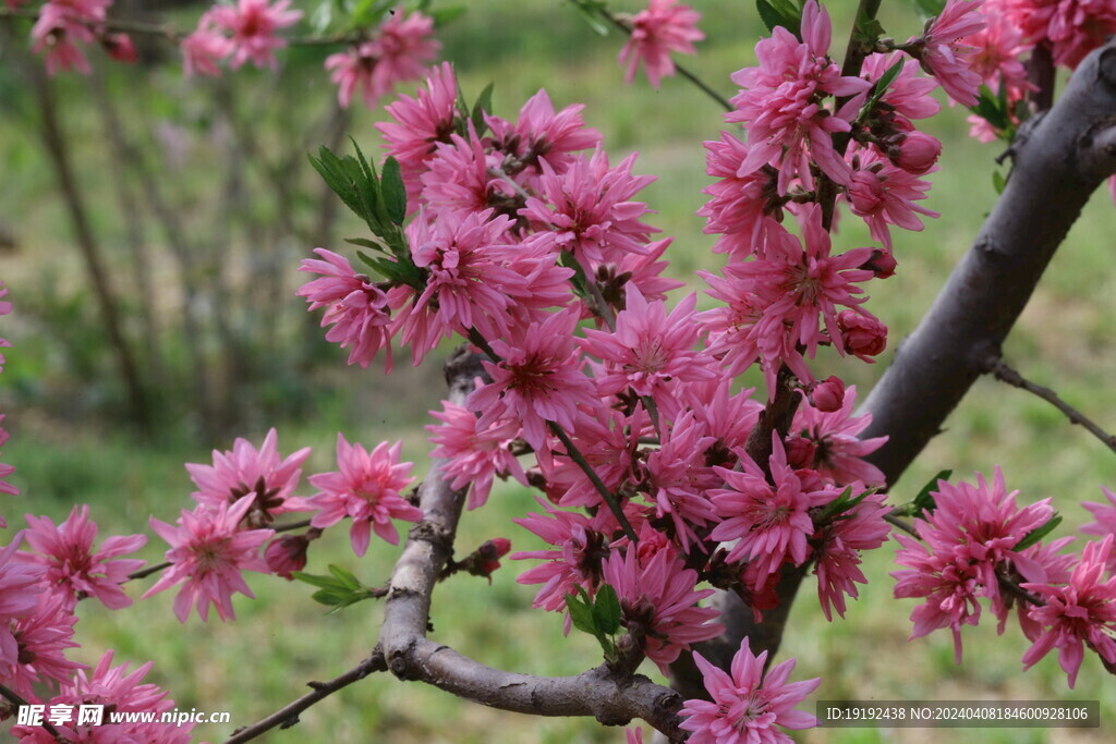 菊花桃 