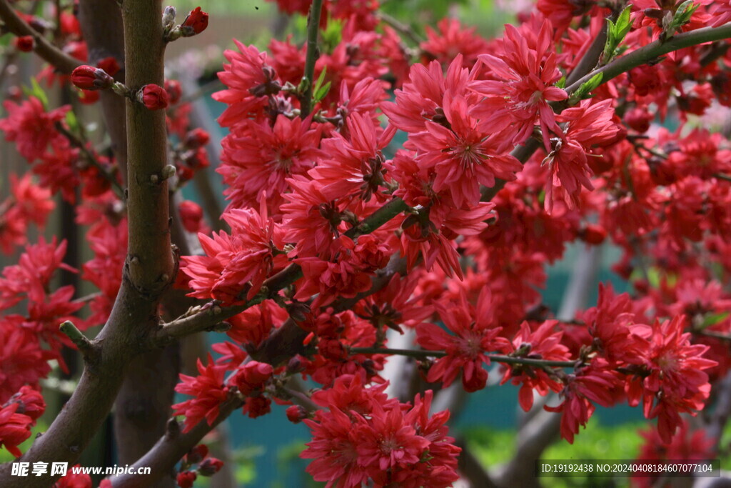 菊花桃 