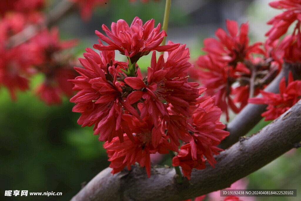 菊花桃
