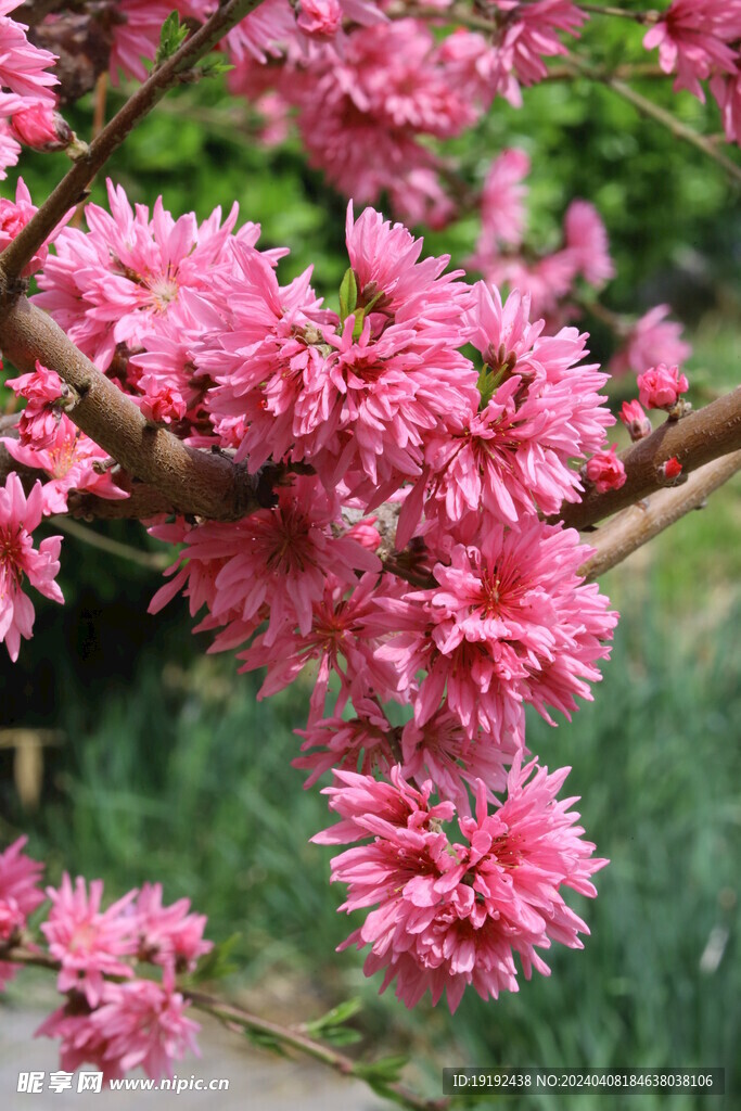 菊花桃 