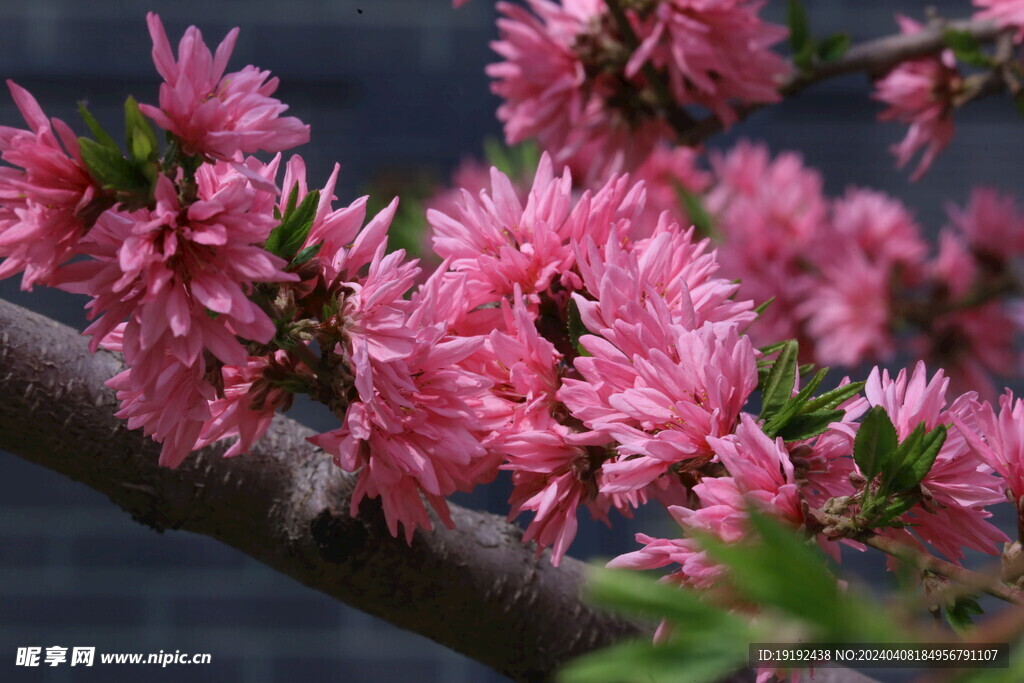 菊花桃