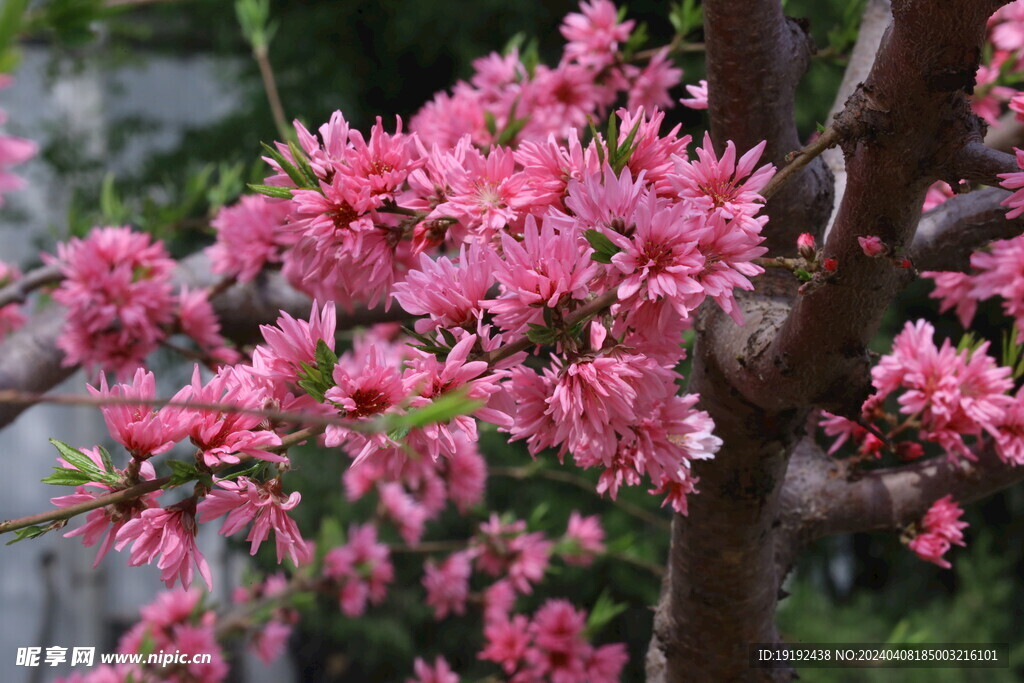 菊花桃 