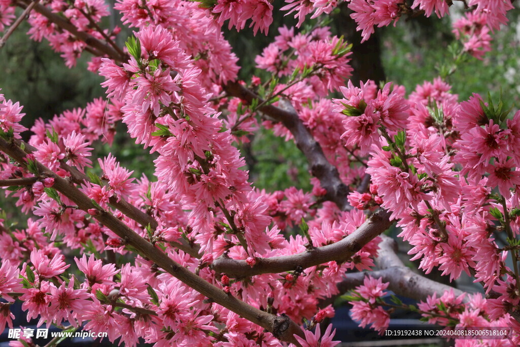 菊花桃 