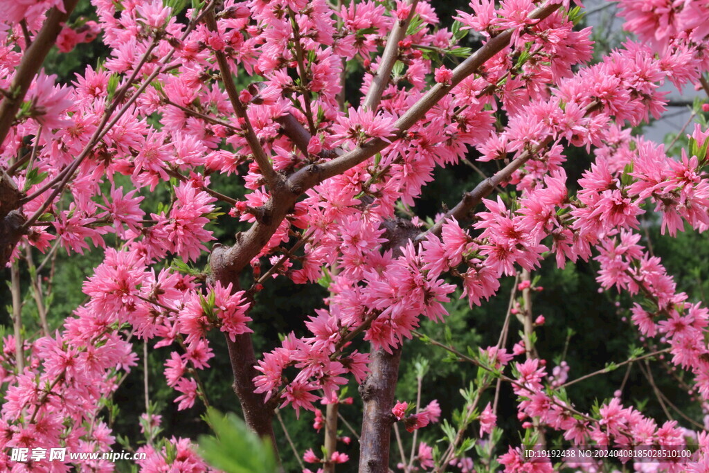 菊花桃  