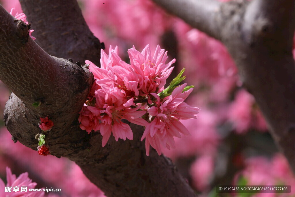 菊花桃 