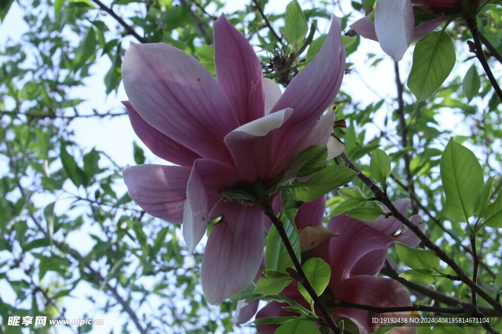 玉兰花 