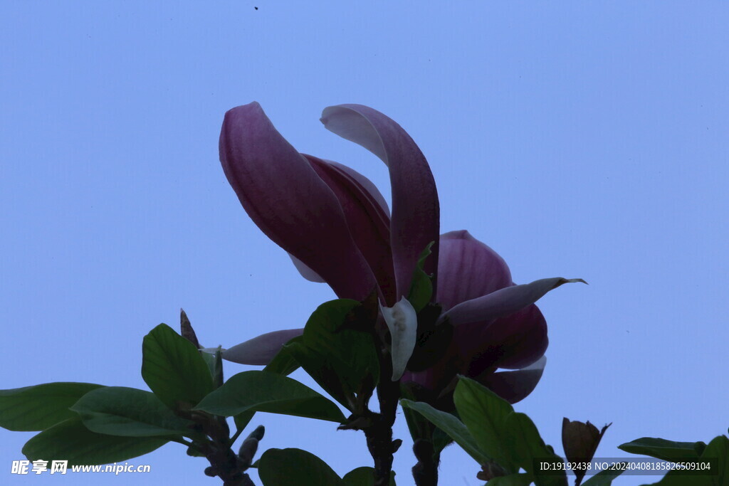 玉兰花 