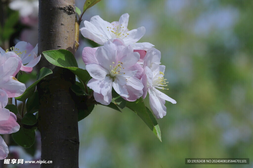 西府海棠花  