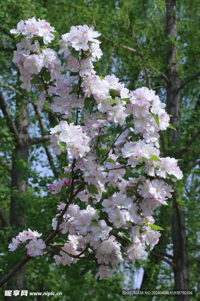 西府海棠花 