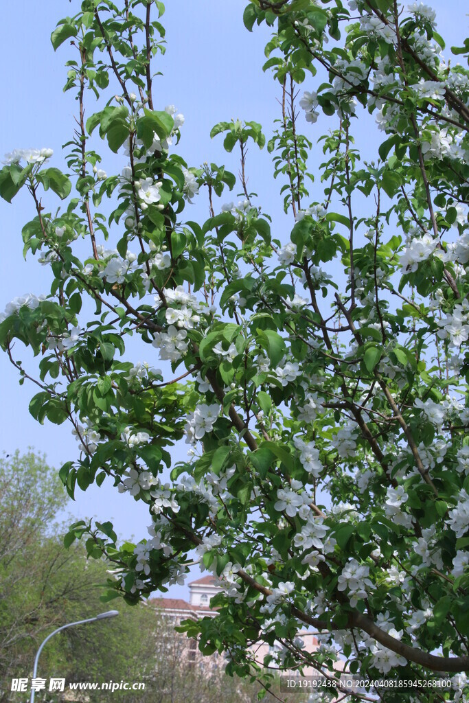 苹果花 