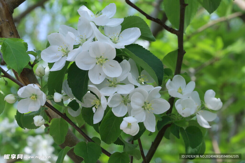 苹果花  