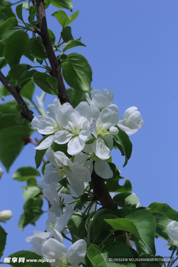 苹果花  