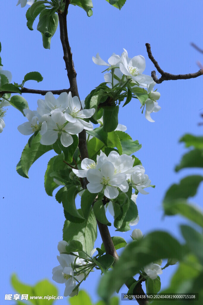 苹果花 