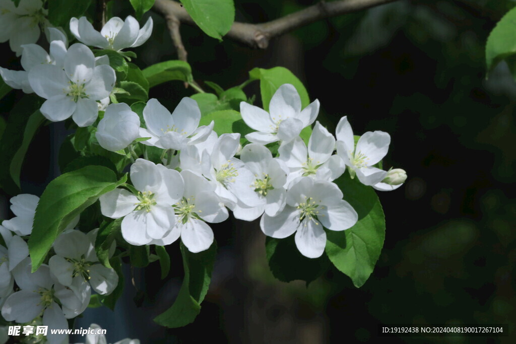 苹果花  