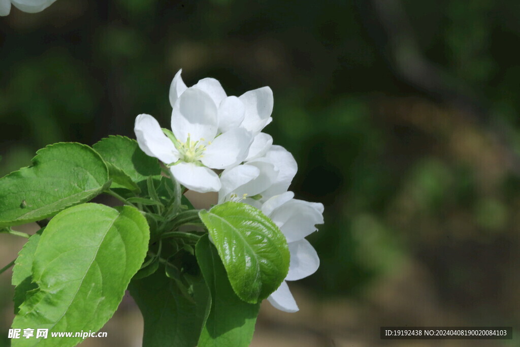 苹果花 