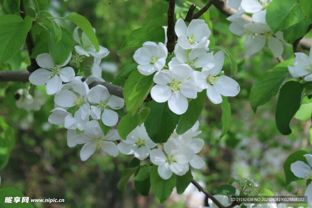 苹果花 