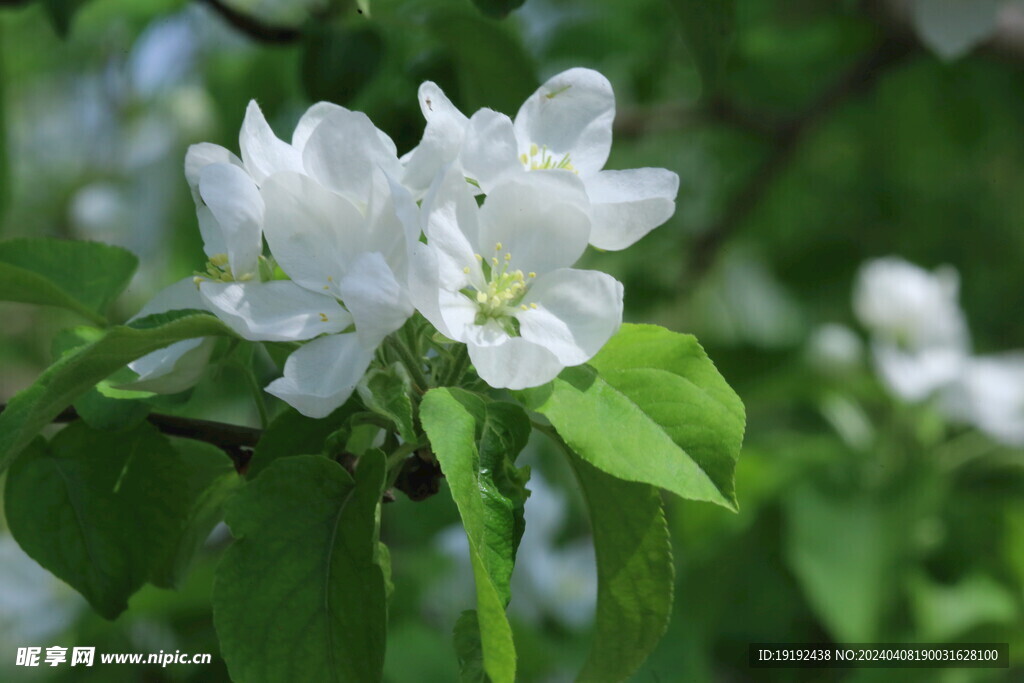 苹果花 