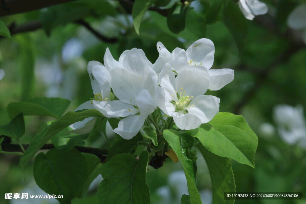 苹果花  