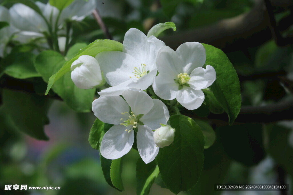 苹果花 