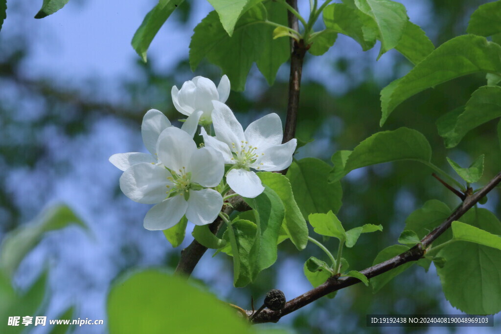 苹果花 