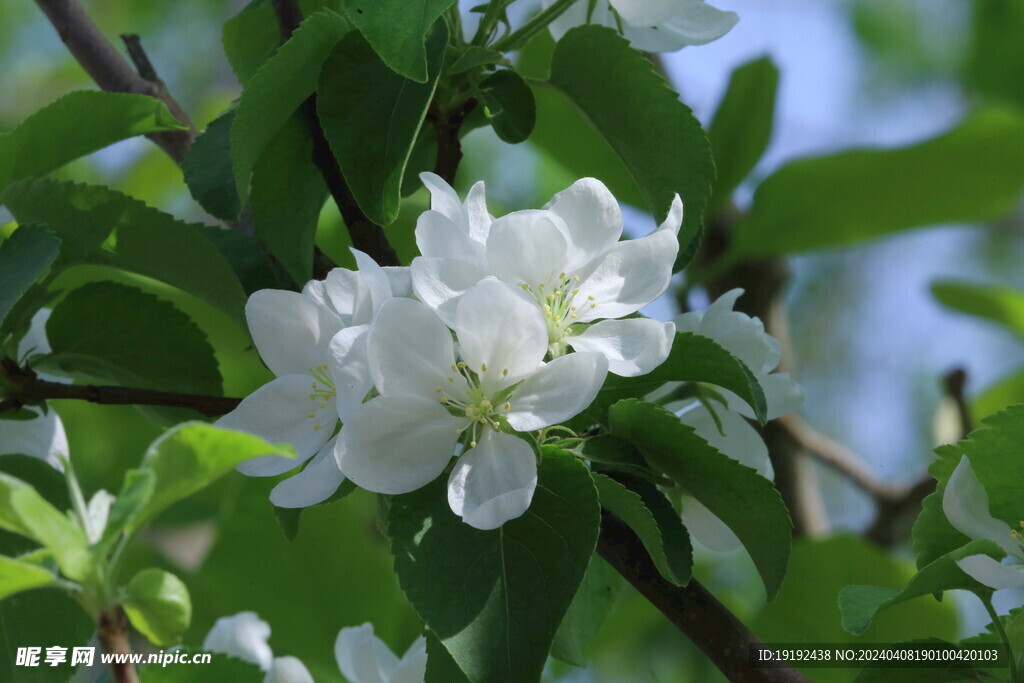 苹果花  