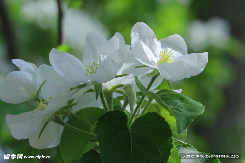 苹果花 