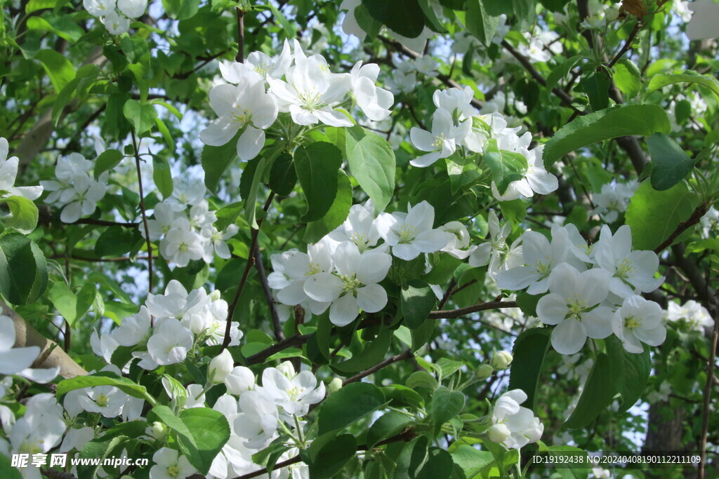 苹果花 