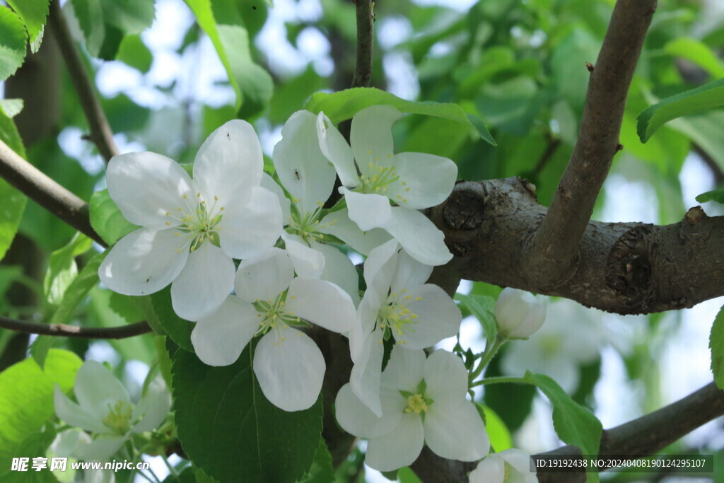 苹果花  