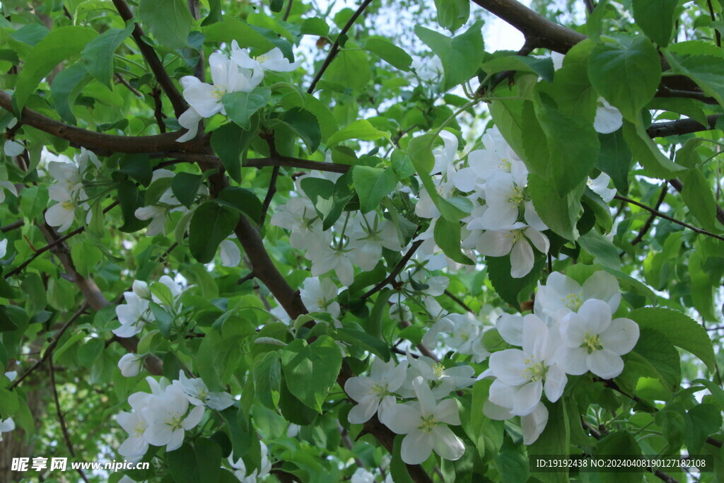 苹果花 